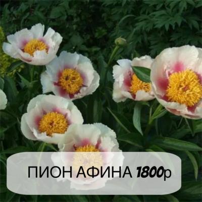Пион Афины, с3л