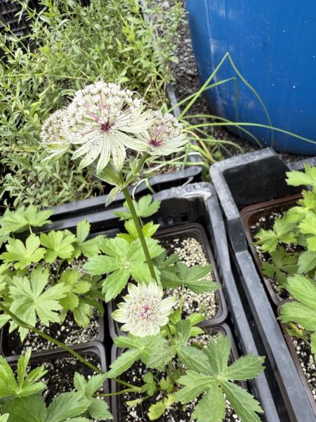 Астранция крупная, конт 2л