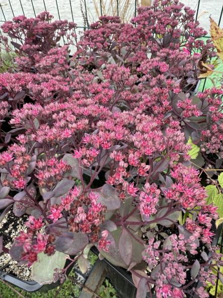 Седум (очиток) Плам Дазелберри. Контейнер с2