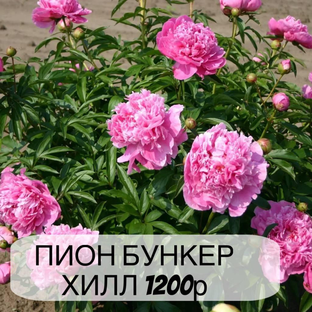 Пион Бункер ХИл, с3