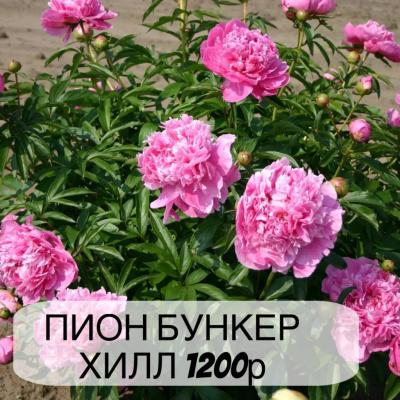 Пион Бункер ХИл, с3