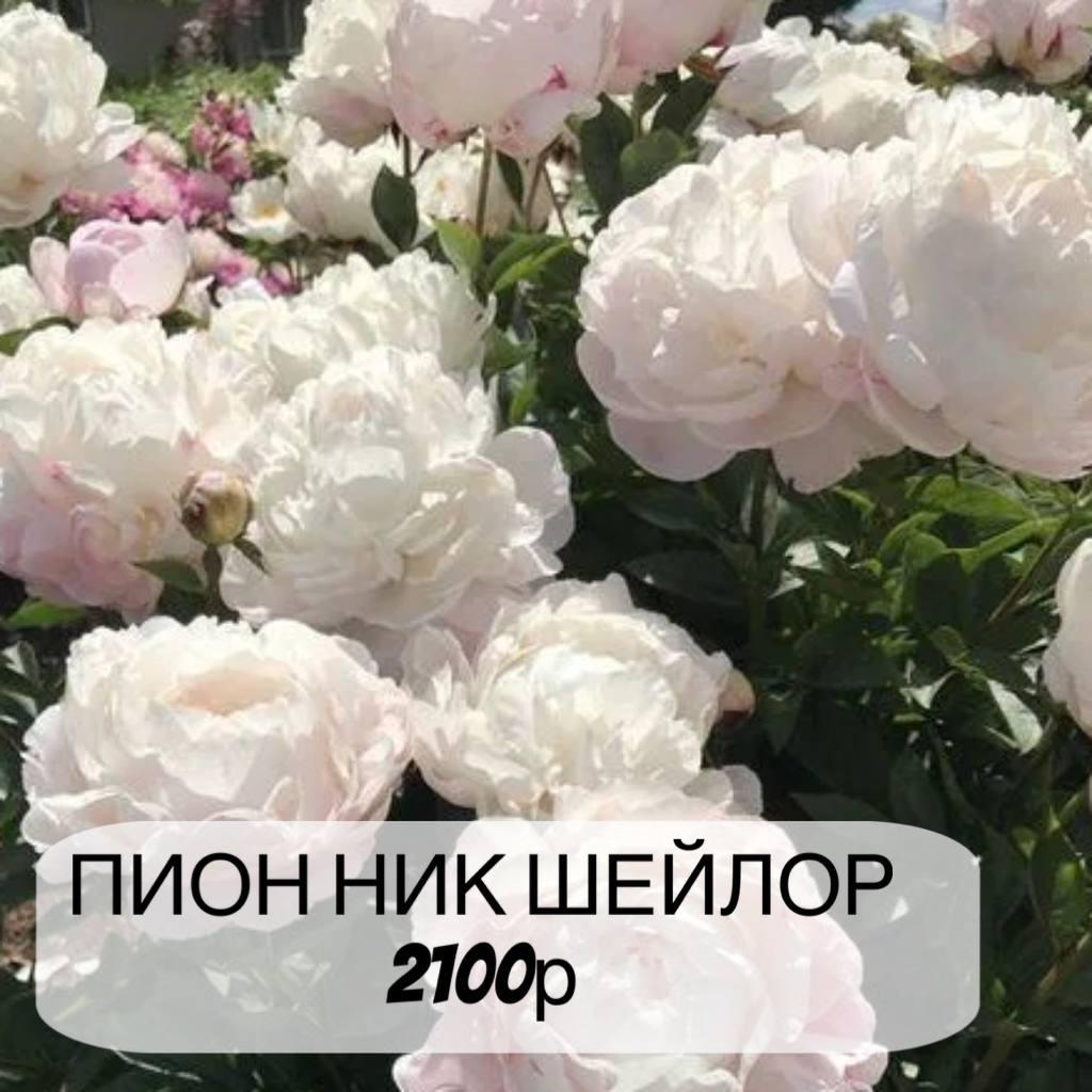 Пион Ник Шейлор, с3