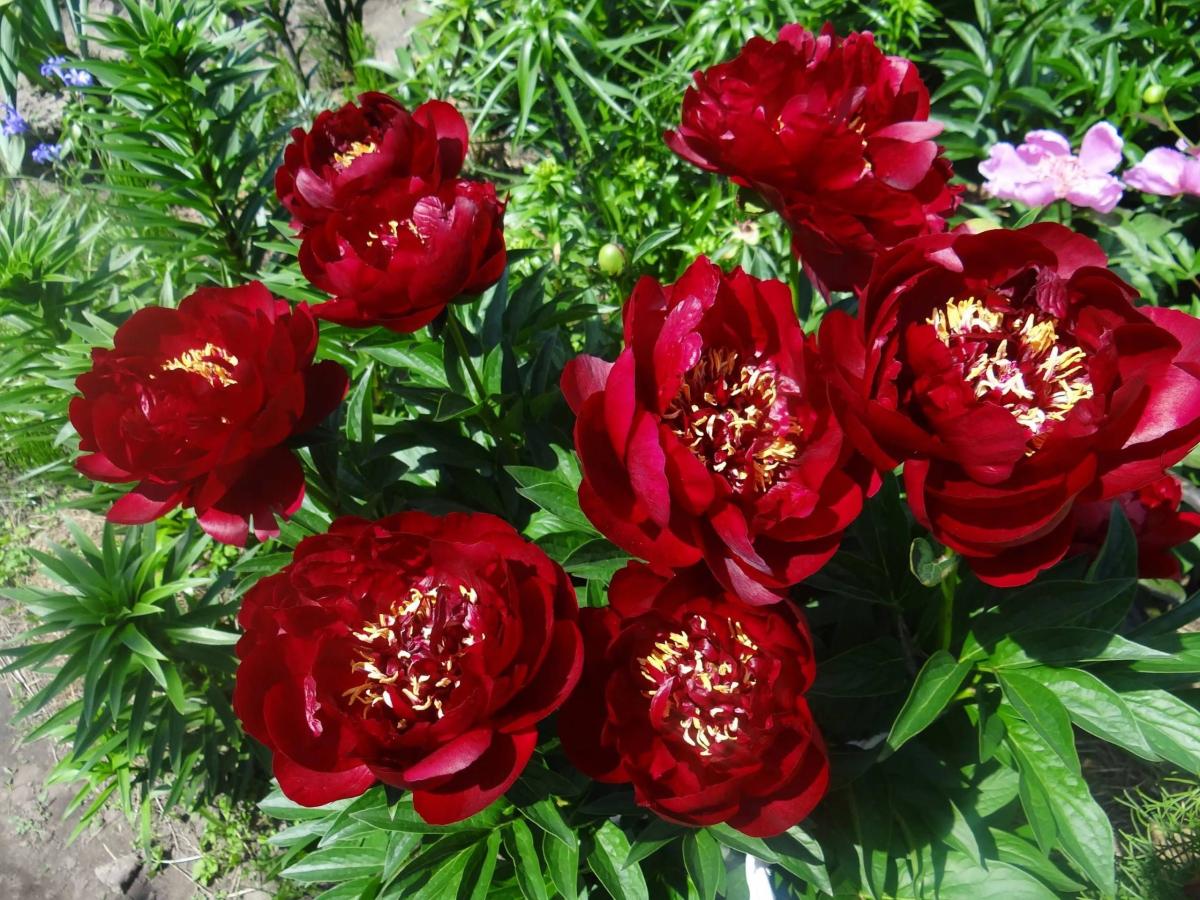 Пион Buckeye Belle (Ф), контейнер с2