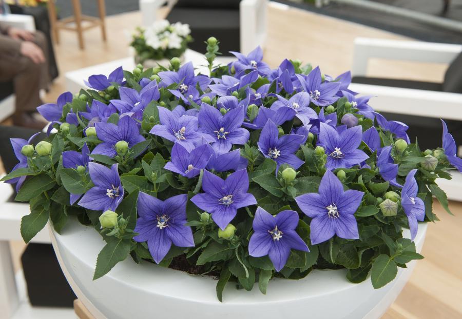 Платикодон grandiflorus Fuji Blue, контейнер п9 фр