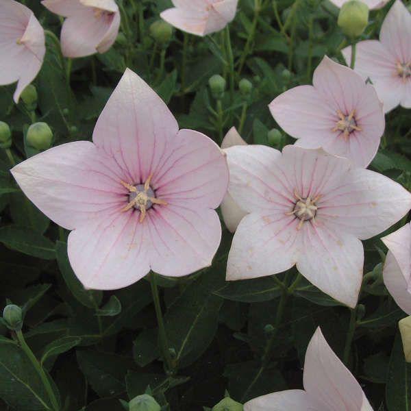 Платикодон grandiflorus Fuji Pink, контейнер п9 фр