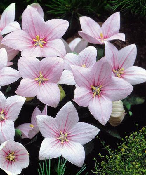 Платикодон grandiflorus Fuji Pink, контейнер п9 фр