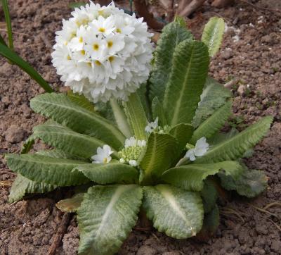 ПРИМУЛА ДЕНТИКУЛЯТА БЕЛЫЙ (DENTICULATA ALBA) конт с1 NCL