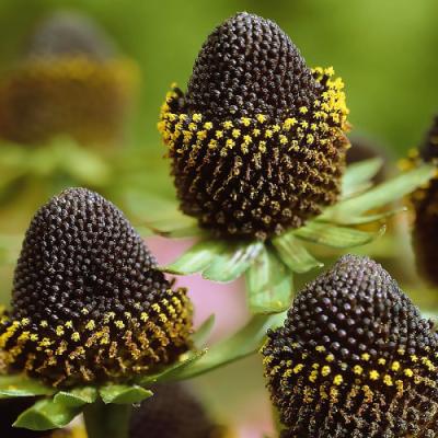 Рудбекия occidentalis Black Beauty, контейнер с2 ф