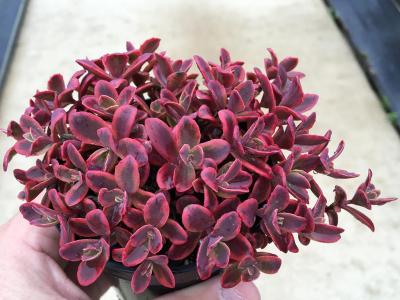 Седум Санспаклер ВайлдФайер. Контейнер с2