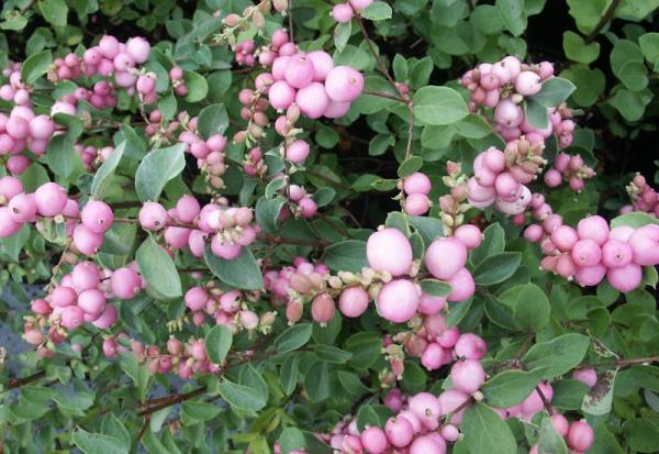 Снежноягодник Доринбоза 'Magic Berry', контейнер с2