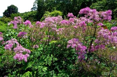 Василистник aquilegifolium , конт с2, FF