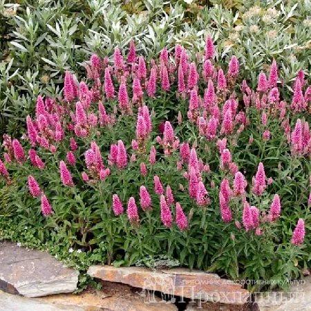Вероника spicata Heidekind (Ф), контейнер с2,5