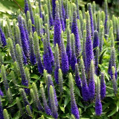 Вероника Фест глори (First Glory), с1 Г