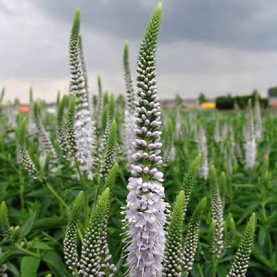 Вероника longifolia Antarctica, контейнер с2 фр