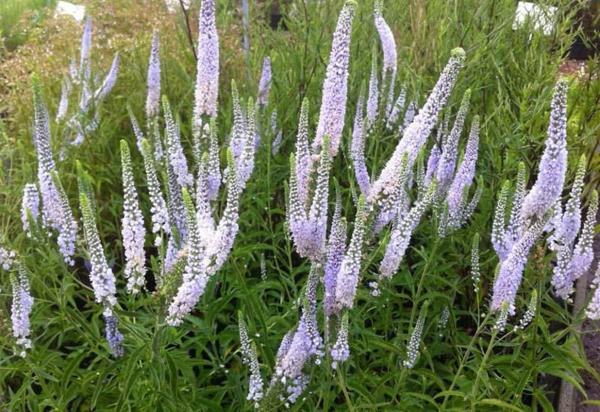 Вероника longifolia Antarctica, контейнер с2 фр