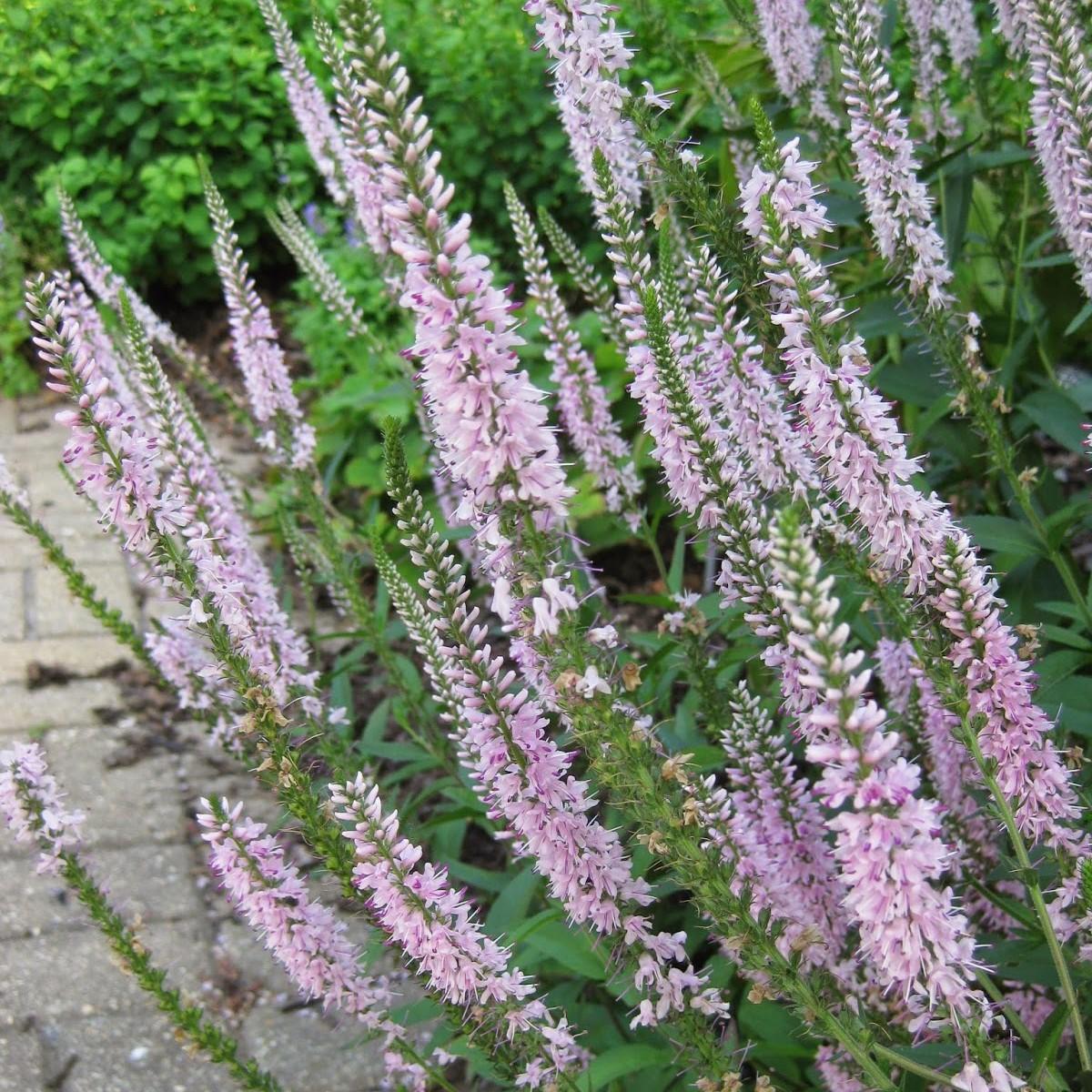 Вероника longifolia Pink Damask, контейнер с2 фр